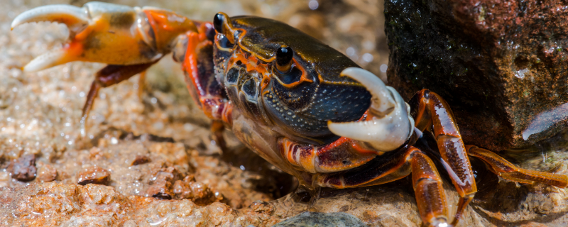 螃蟹的寿命能活多少年 螃蟹的寿命一般多少年