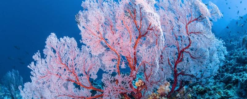 珊瑚是一种动物还是植物（珊瑚是一种动物还是植物还是微生物还是单细胞生物）