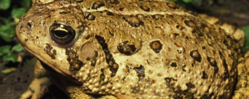 癞蛤蟆可以吃吗（蟾蜍是不是癞蛤蟆可以吃吗）