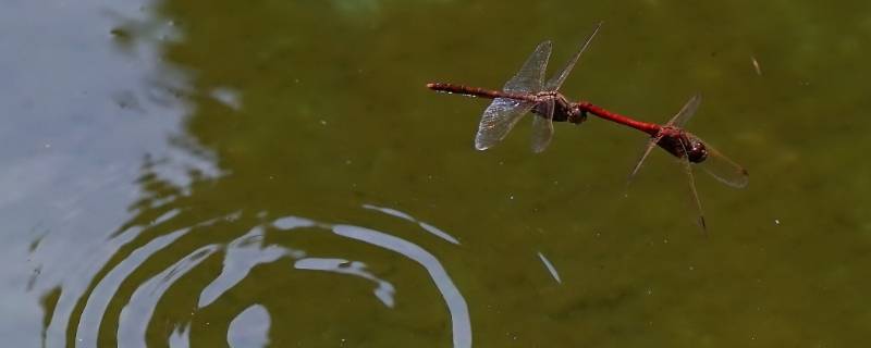 蜻蜓点水是生物的什么特征（蜻蜓点水是生物的什么特征?）