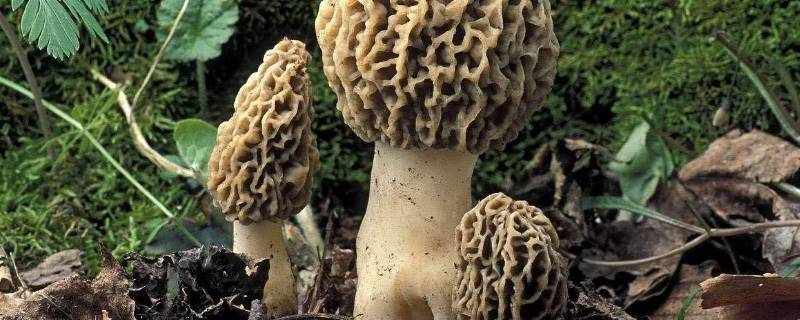 四大名菌是哪几种（世界四大名菌有哪四种）