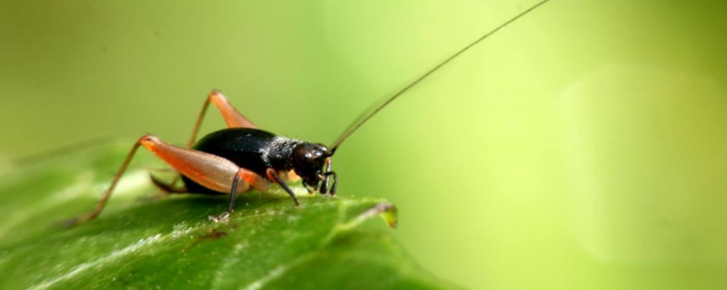 哪种昆虫的耳朵长在脚上 什么昆虫的耳朵长在脚上