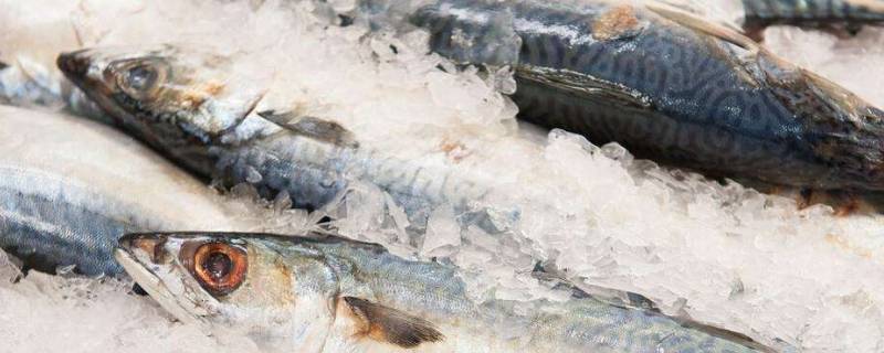 冰冻鱼怎么快速解冻（冰冻鱼怎么快速解冻复活）