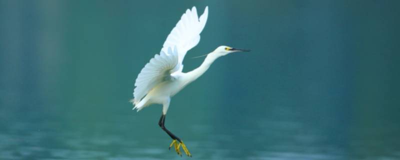 小白鹭是保护动物吗（小白鹭是几级保护动物吗）