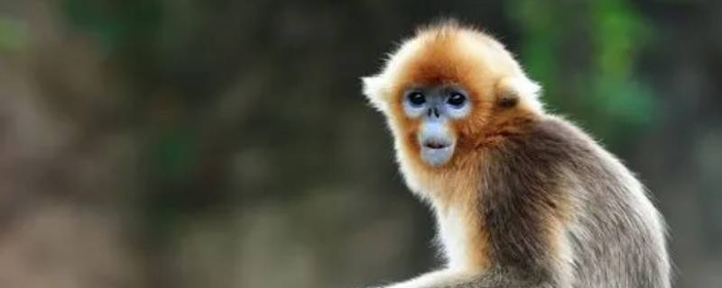 金丝猴属于几级保护动物 金丝猴属于几级保护野生动物