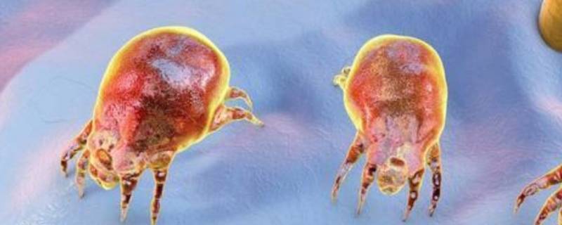 螨虫属于什么物种 螨虫属于什么生物