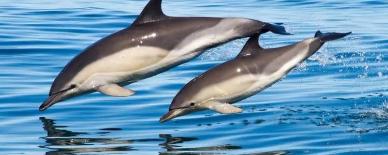 海豚是国家几级保护 江豚是国家几级保护