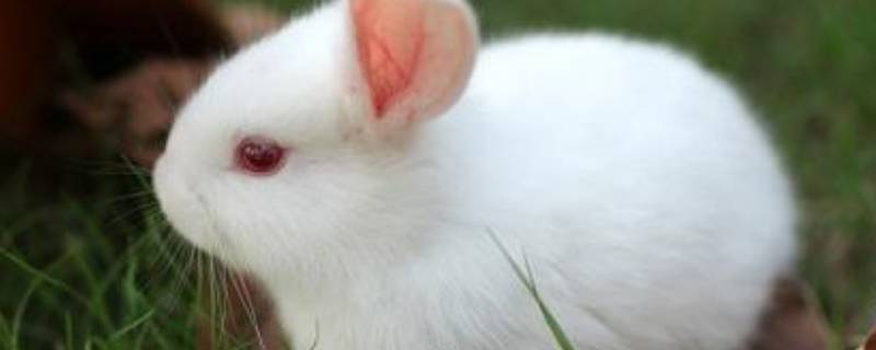 小白兔有趣的特点 小白兔有趣的特点是什么少一点字