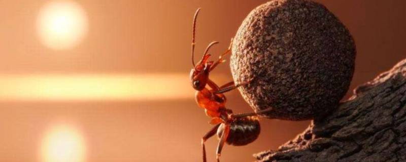 如何消灭家庭室内的蚂蚁（家里如何消灭蚂蚁）