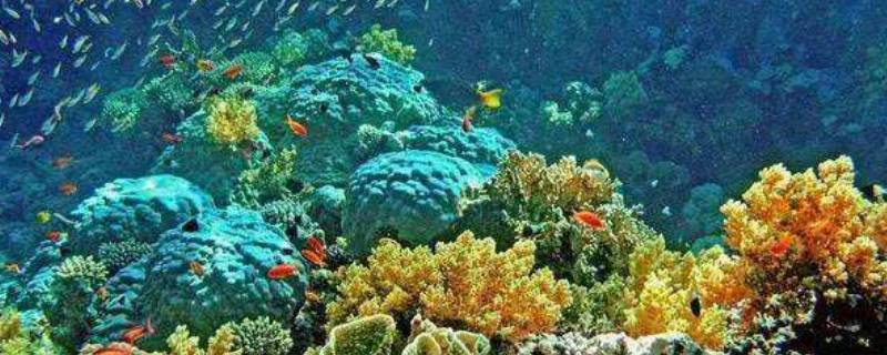海洋生态系统包括哪些（海洋生态系统包括哪些海）