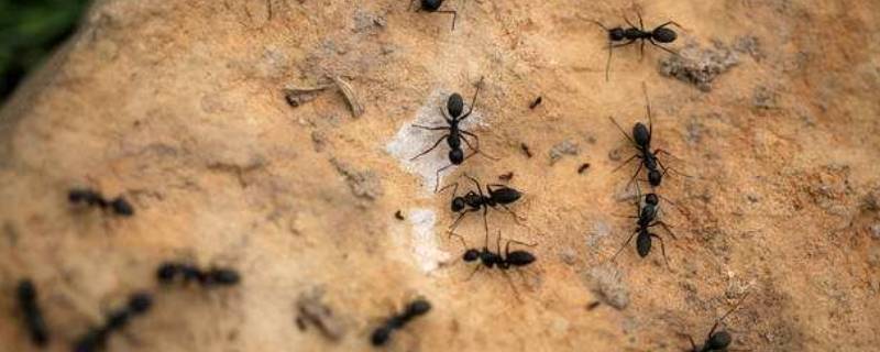 怎么杀死车缝隙里面的蚂蚁（车缝里面藏了好多蚂蚁怎么办）