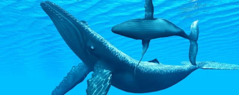 鲸的身体有多长（鲸的身体有多长等于多少辆大巴车）