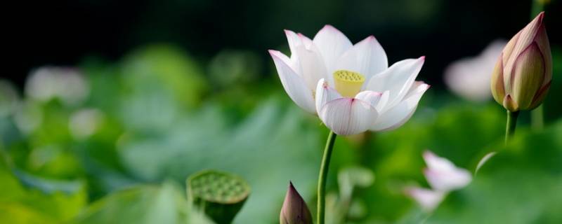 菡萏和荷花的区别（菡萏属于荷花吗）