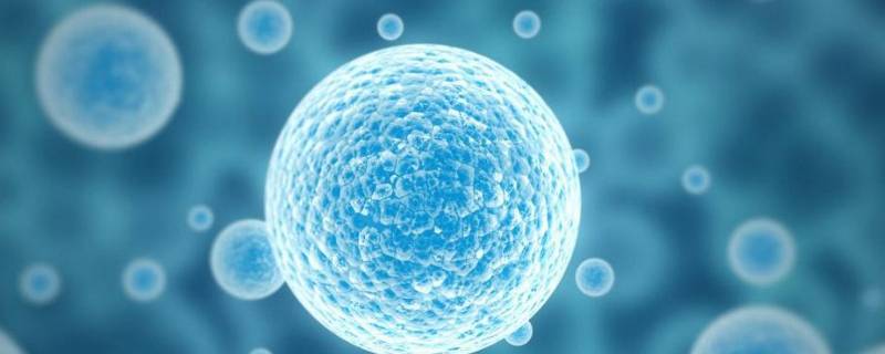 糖原是动物特有的吗（动物体内有糖原吗）