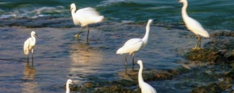 白鹭会游泳吗（夜鹭会游泳吗）