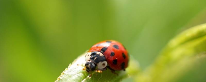 秋天窗户上都是瓢虫怎么办 秋天瓢虫扑窗怎么回事