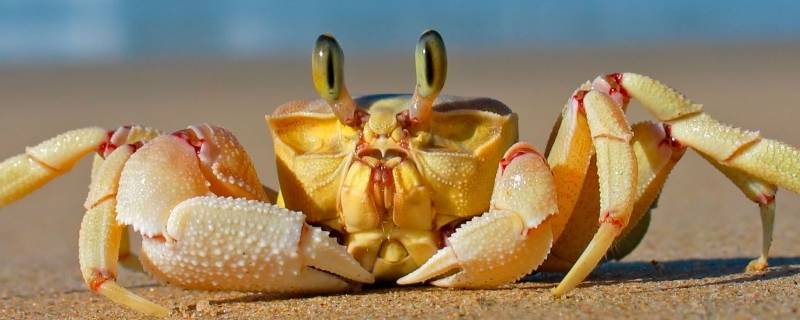 螃蟹怎么杀 螃蟹的正确杀法