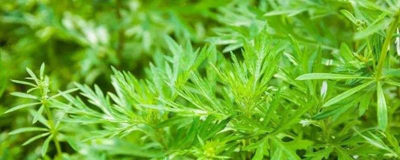 青蒿是艾蒿吗 艾蒿是茼蒿吗