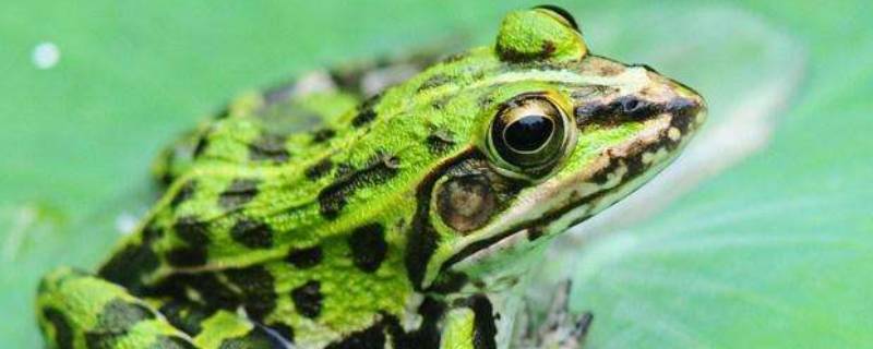 黑斑蛙属于什么生态系统（黑斑蛙生活在河流生态系统吗）
