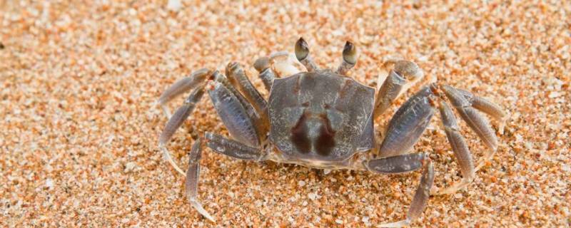 螃蟹如何区分公母 螃蟹如何区分公母,哪个好吃
