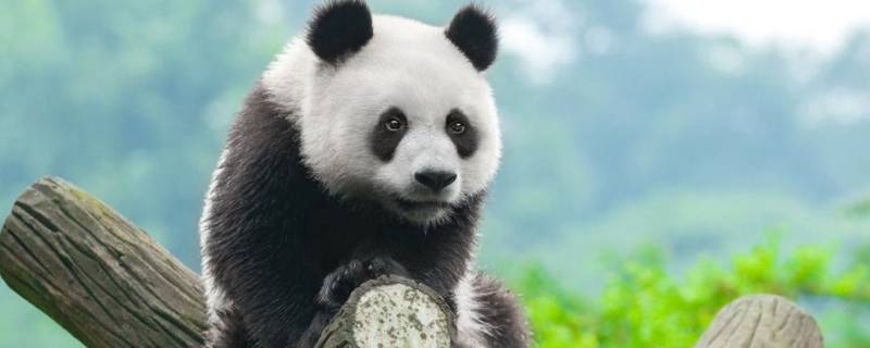 大熊猫耳朵是什么颜色的 大熊猫的耳朵长什么样子