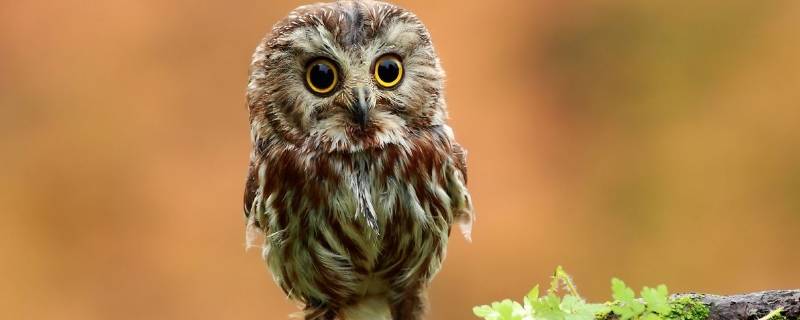 猫头鹰是谁的天敌 猫头鹰是哪个动物的天敌