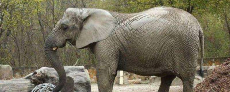 大象的长鼻子是怎样长成的（大象的长鼻子是怎样长成的脑筋急转弯）
