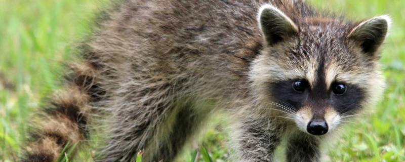 中国能养浣熊吗（中国能养浣熊么）