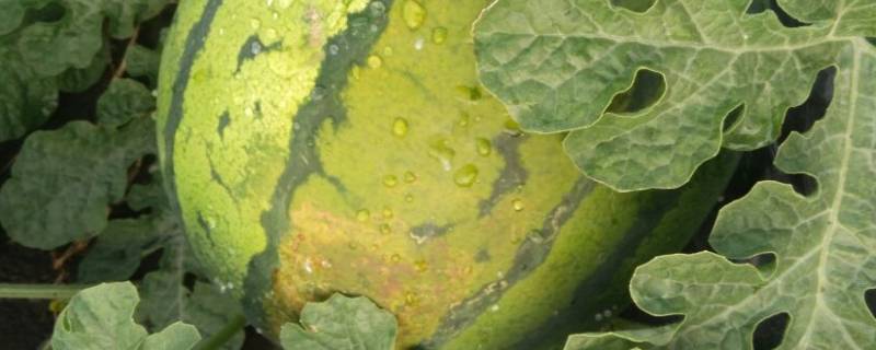 西瓜有黑斑怎么回事 西瓜表面有黑斑能吃吗