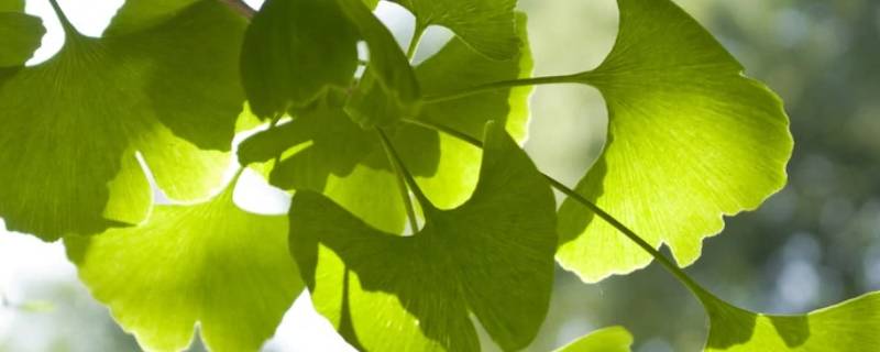银杏的象征意义是什么（银杏的象征意义是什么四字成语）