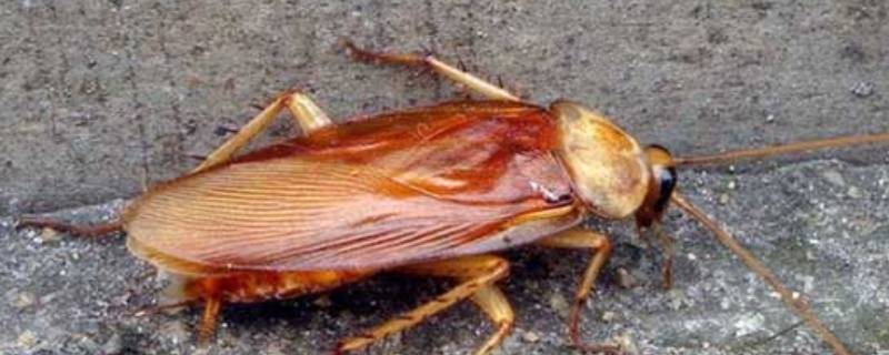 杀虫气雾剂能杀死蟑螂吗 什么气雾剂杀蟑螂最有效