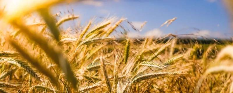 小麦的特点和用途 小麦的特点和用途是什么?