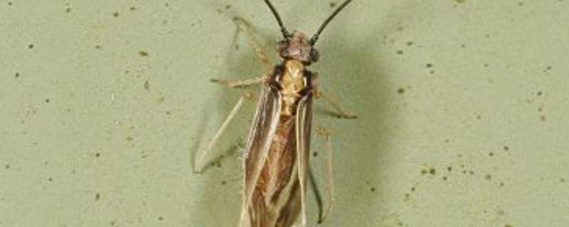 橱柜里的虫子是什么虫（橱柜里的虫子是什么虫类似于蚂蚁）