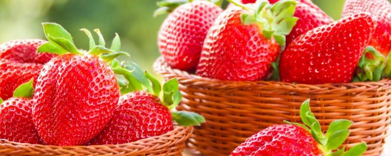 草莓是什么 草莓是什么科