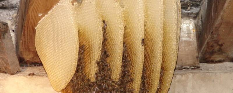 蜜蜂窝和马蜂窝区别 马蜂窝是蜜蜂吗