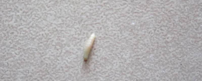 沙发上白色的虫子是什么虫（沙发上白色的虫子是什么虫咬红包）
