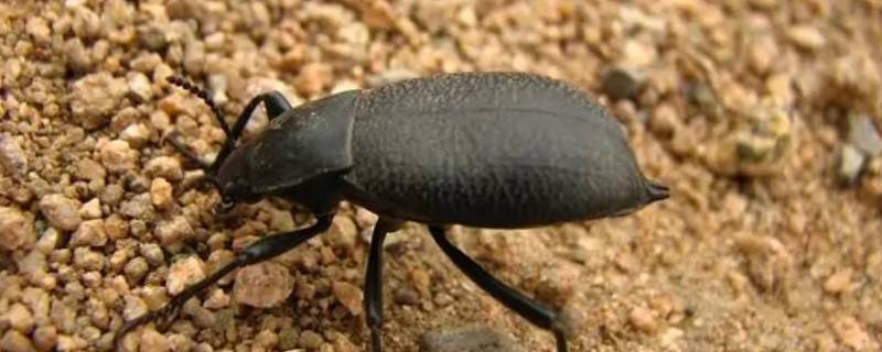 拟步甲虫怎么进屋的 拟步甲虫会在家里繁殖吗