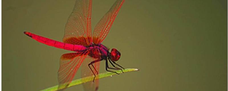 红色的蜻蜓有毒吗 什么颜色的蜻蜓有毒