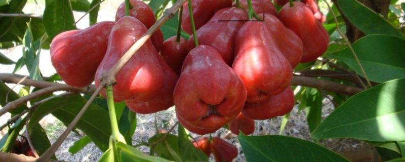 莲雾别名（莲雾的名称）