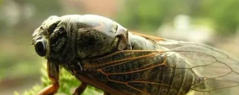 蝉怎么发出声音 蝉是怎么样发出声音的