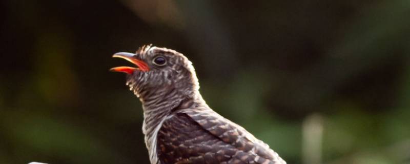 布谷鸟杜鹃鸟的区别（布谷鸟和杜鹃鸟是一样的吗）