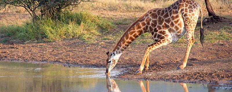 长颈鹿怎么喝水（长颈鹿怎么喝水的图片）