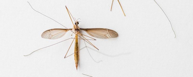 特别大的蚊子叫什么（比较大的蚊子是什么蚊子）