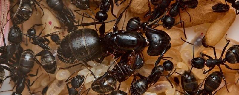 蚁后为什么那么大 蚁后是最大的吗