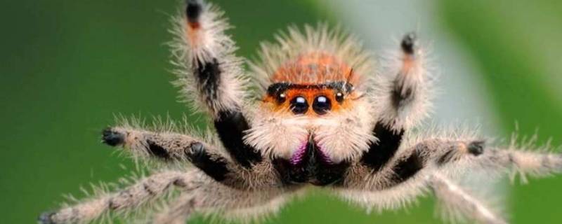 蜘蛛晚上会不会乱爬 晚上蜘蛛会不会爬到身上