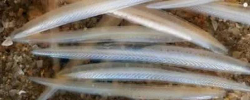 文昌鱼几级保护动物 文昌鱼属于鱼类