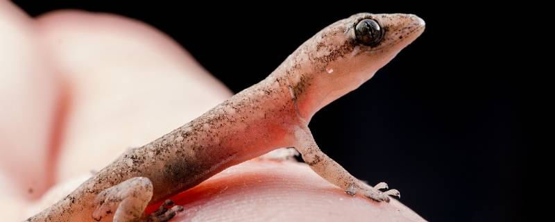 壁虎是国家保护动物吗（壁虎是不是国家级保护动物）