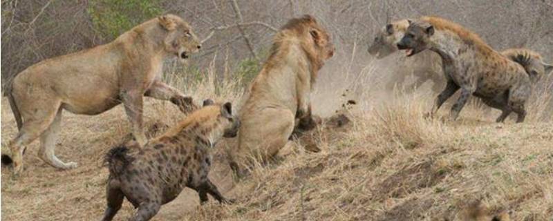 鬣狗为什么怕雄狮不怕雌狮 鬣狗为啥不怕母狮