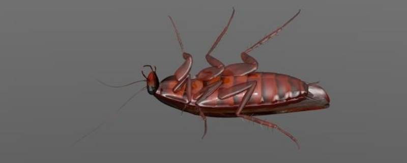 蟑螂的幼虫是什么样子的 像蟑螂幼虫的虫子
