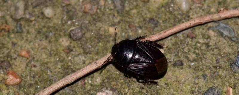 家里常出现的黑壳虫有哪些 家里有黑壳虫怎么回事